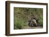 Badger Looking out from Den-DLILLC-Framed Photographic Print