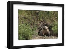 Badger Looking out from Den-DLILLC-Framed Photographic Print