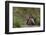 Badger Looking out from Den-DLILLC-Framed Photographic Print