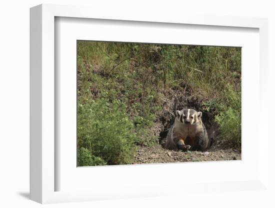 Badger Looking out from Den-DLILLC-Framed Photographic Print