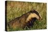 Badger (Meles Meles) Adult, Portrait, Derbyshire, UK-Andrew Parkinson-Stretched Canvas