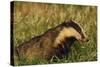 Badger (Meles Meles) Adult, Portrait, Derbyshire, UK-Andrew Parkinson-Stretched Canvas