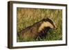 Badger (Meles Meles) Adult, Portrait, Derbyshire, UK-Andrew Parkinson-Framed Photographic Print