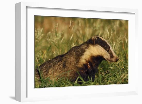 Badger (Meles Meles) Adult, Portrait, Derbyshire, UK-Andrew Parkinson-Framed Photographic Print