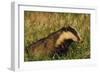 Badger (Meles Meles) Adult, Portrait, Derbyshire, UK-Andrew Parkinson-Framed Photographic Print