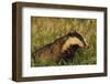 Badger (Meles Meles) Adult, Portrait, Derbyshire, UK-Andrew Parkinson-Framed Photographic Print