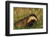 Badger (Meles Meles) Adult, Portrait, Derbyshire, UK-Andrew Parkinson-Framed Photographic Print