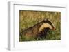 Badger (Meles Meles) Adult, Portrait, Derbyshire, UK-Andrew Parkinson-Framed Photographic Print