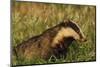 Badger (Meles Meles) Adult, Portrait, Derbyshire, UK-Andrew Parkinson-Mounted Photographic Print