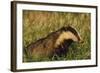 Badger (Meles Meles) Adult, Portrait, Derbyshire, UK-Andrew Parkinson-Framed Photographic Print