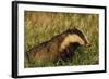 Badger (Meles Meles) Adult, Portrait, Derbyshire, UK-Andrew Parkinson-Framed Photographic Print