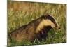 Badger (Meles Meles) Adult, Portrait, Derbyshire, UK-Andrew Parkinson-Mounted Photographic Print