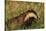 Badger (Meles Meles) Adult, Portrait, Derbyshire, UK-Andrew Parkinson-Stretched Canvas