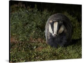 Badger (Meles Meles) at Night, Oxfordshire, England, UK, October-Richard Steel-Stretched Canvas