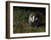 Badger (Meles Meles) at Night, Oxfordshire, England, UK, October-Richard Steel-Framed Photographic Print