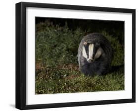 Badger (Meles Meles) at Night, Oxfordshire, England, UK, October-Richard Steel-Framed Photographic Print