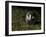 Badger (Meles Meles) at Night, Oxfordshire, England, UK, October-Richard Steel-Framed Photographic Print