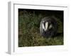 Badger (Meles Meles) at Night, Oxfordshire, England, UK, October-Richard Steel-Framed Photographic Print