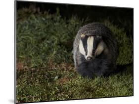 Badger (Meles Meles) at Night, Oxfordshire, England, UK, October-Richard Steel-Mounted Photographic Print