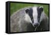 Badger (Meles Meles) Cub, Dorset, England, UK, July-Bertie Gregory-Framed Stretched Canvas