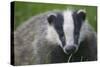 Badger (Meles Meles) Cub, Dorset, England, UK, July-Bertie Gregory-Stretched Canvas