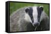 Badger (Meles Meles) Cub, Dorset, England, UK, July-Bertie Gregory-Framed Stretched Canvas