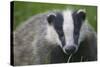 Badger (Meles Meles) Cub, Dorset, England, UK, July-Bertie Gregory-Stretched Canvas