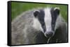 Badger (Meles Meles) Cub, Dorset, England, UK, July-Bertie Gregory-Framed Stretched Canvas