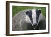 Badger (Meles Meles) Cub, Dorset, England, UK, July-Bertie Gregory-Framed Photographic Print