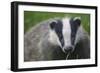 Badger (Meles Meles) Cub, Dorset, England, UK, July-Bertie Gregory-Framed Photographic Print