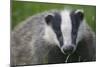 Badger (Meles Meles) Cub, Dorset, England, UK, July-Bertie Gregory-Mounted Photographic Print