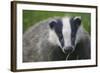 Badger (Meles Meles) Cub, Dorset, England, UK, July-Bertie Gregory-Framed Photographic Print