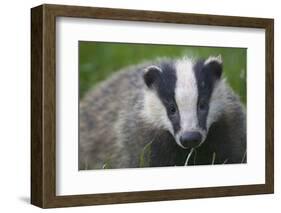 Badger (Meles Meles) Cub, Dorset, England, UK, July-Bertie Gregory-Framed Photographic Print