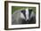 Badger (Meles Meles) Cub, Dorset, England, UK, July-Bertie Gregory-Framed Photographic Print