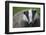 Badger (Meles Meles) Cub, Dorset, England, UK, July-Bertie Gregory-Framed Photographic Print