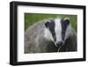 Badger (Meles Meles) Cub, Dorset, England, UK, July-Bertie Gregory-Framed Photographic Print