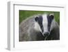 Badger (Meles Meles) Cub, Dorset, England, UK, July-Bertie Gregory-Framed Photographic Print