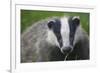 Badger (Meles Meles) Cub, Dorset, England, UK, July-Bertie Gregory-Framed Photographic Print