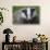 Badger (Meles Meles) Cub, Dorset, England, UK, July-Bertie Gregory-Stretched Canvas displayed on a wall