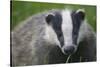 Badger (Meles Meles) Cub, Dorset, England, UK, July-Bertie Gregory-Stretched Canvas