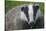 Badger (Meles Meles) Cub, Dorset, England, UK, July-Bertie Gregory-Stretched Canvas