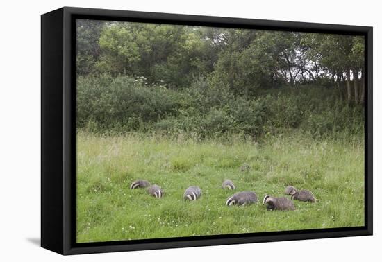 Badger (Meles Meles) Family Feeding in Long Grass Near to their Sett, Dorset, England, UK, July-Bertie Gregory-Framed Stretched Canvas