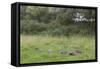 Badger (Meles Meles) Family Feeding in Long Grass Near to their Sett, Dorset, England, UK, July-Bertie Gregory-Framed Stretched Canvas