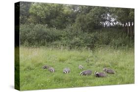 Badger (Meles Meles) Family Feeding in Long Grass Near to their Sett, Dorset, England, UK, July-Bertie Gregory-Stretched Canvas