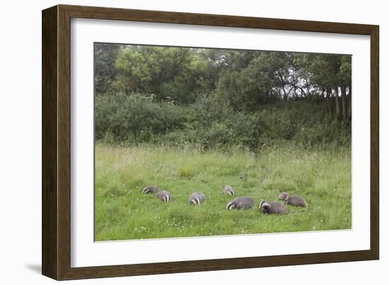 Badger (Meles Meles) Family Feeding in Long Grass Near to their Sett, Dorset, England, UK, July-Bertie Gregory-Framed Photographic Print