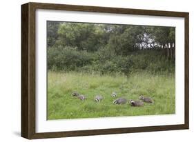 Badger (Meles Meles) Family Feeding in Long Grass Near to their Sett, Dorset, England, UK, July-Bertie Gregory-Framed Photographic Print