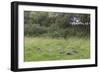 Badger (Meles Meles) Family Feeding in Long Grass Near to their Sett, Dorset, England, UK, July-Bertie Gregory-Framed Photographic Print