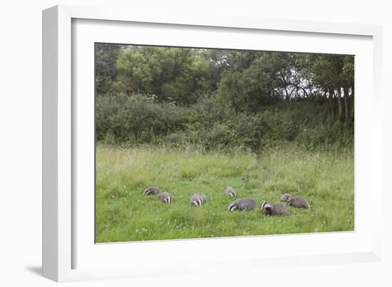 Badger (Meles Meles) Family Feeding in Long Grass Near to their Sett, Dorset, England, UK, July-Bertie Gregory-Framed Photographic Print