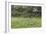 Badger (Meles Meles) Family Feeding in Long Grass Near to their Sett, Dorset, England, UK, July-Bertie Gregory-Framed Photographic Print