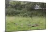 Badger (Meles Meles) Family Feeding in Long Grass Near to their Sett, Dorset, England, UK, July-Bertie Gregory-Mounted Photographic Print